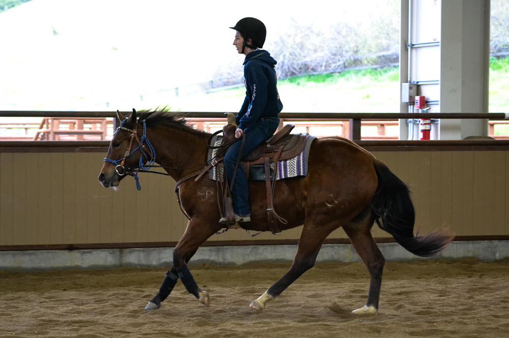 Smart Leoluxy Performance Horse Sales Cal Poly, San Luis Obispo